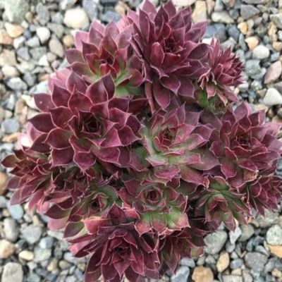 Joubarbe Chick Charms ® Strawberry Kiwi ®  - Leaderplant