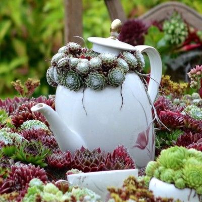 Joubarbe Chick Charms ® Strawberry Kiwi ®  - Leaderplant