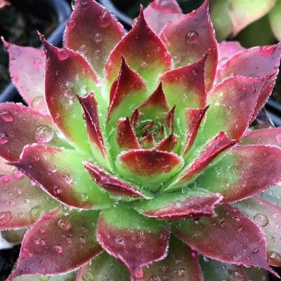 Joubarbe Chick Charms ® Strawberry Kiwi ®  - Leaderplant