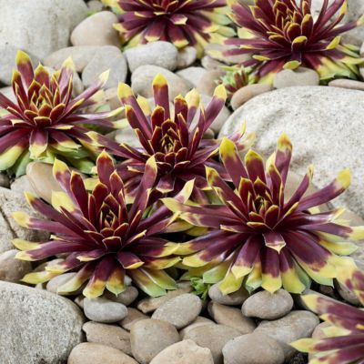 Joubarbe Chick Charms ® Gold Ruch ® - Leaderplant