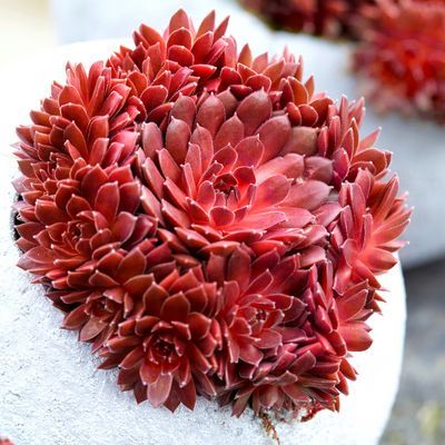 Joubarbe Coral Red ® - Leaderplant