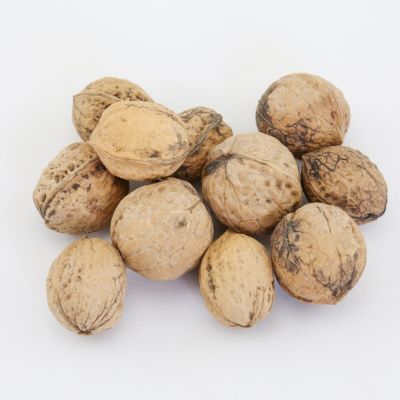 Noyer Ronde de Montignac - Leaderplant