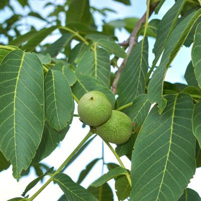 Noyer Ronde de Montignac - Leaderplant