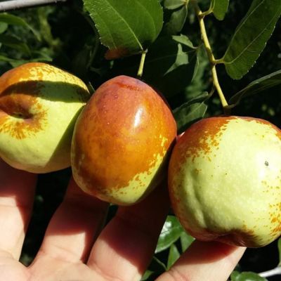 Jujubier DongZao - Jujube - Dattier chinois - Leaderplant