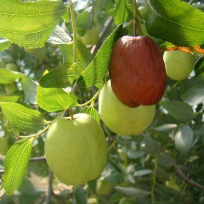 Jujubier DongZao - Jujube - Dattier chinois - Leaderplant