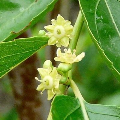 Jujubier - Jujube - Dattier chinois - Leaderplant