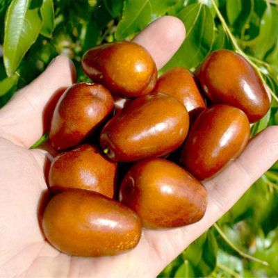 Jujubier Lang - Jujube - Dattier chinois - Leaderplant