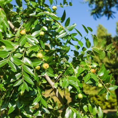 Jujubier Meimizao - Jujube - Dattier chinois - Leaderplant