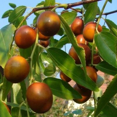 Jujubier - Jujube - Dattier chinois - Leaderplant