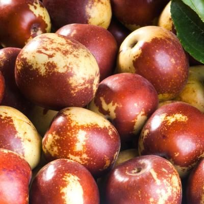 Jujubier DongZao - Jujube - Dattier chinois - Leaderplant