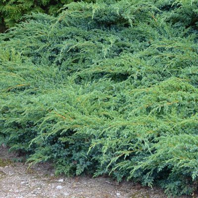 Genévrier couvre-sol Blue Carpet - Leaderplant