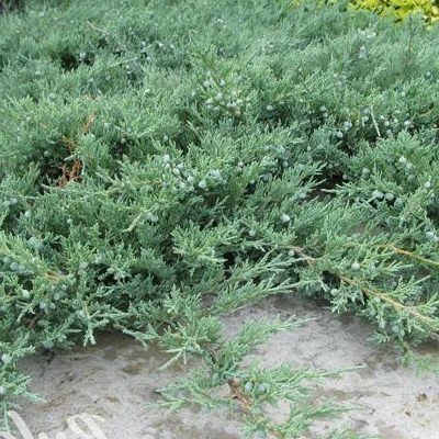 Genévrier rampant Blue Chip - Leaderplant