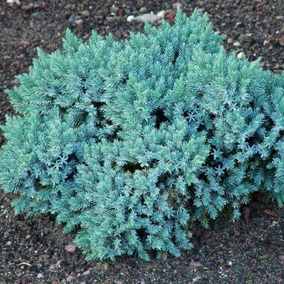 Genévrier couvre-sol Blue Star - Leaderplant