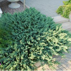 Genévrier rampant Blue Chip - Leaderplant
