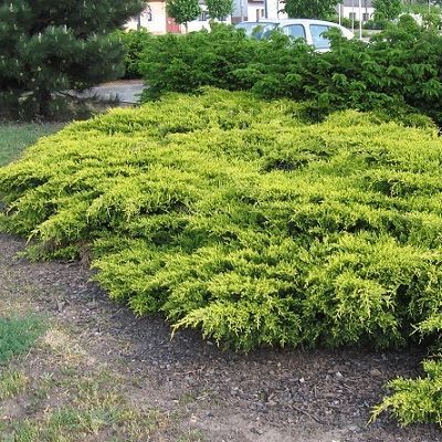 Génévrier rampant Aurea - Leaderplant