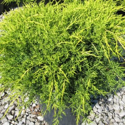 Génévrier rampant Aurea - Leaderplant