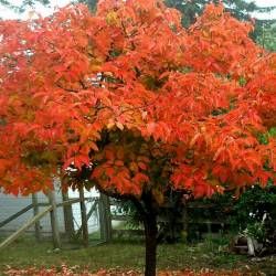 Kaki Rojo Brillante - Leaderplant