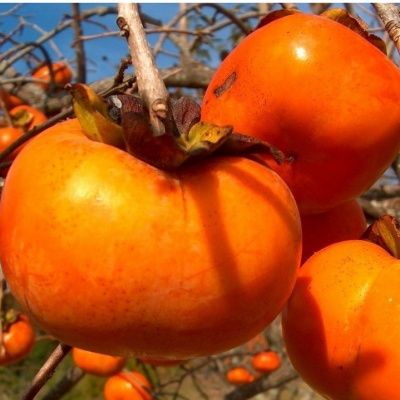 Kaki Plaqueminier Hana Fuyu - Leaderplant