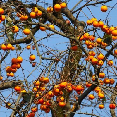 Kaki Plaqueminier Hana Fuyu - Leaderplant