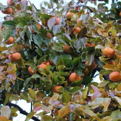 Kaki Plaqueminier Hana Fuyu - Leaderplant