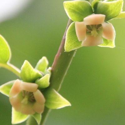 Kaki Lotus - Leaderplant