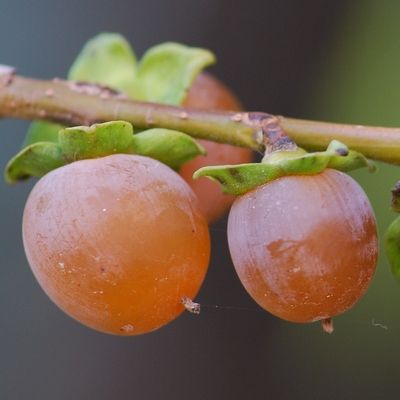 Kaki Lotus - Leaderplant