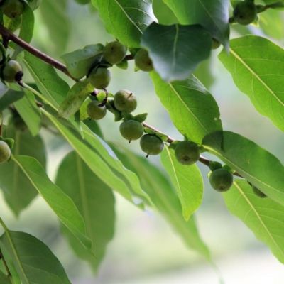 Kaki Lotus - Leaderplant