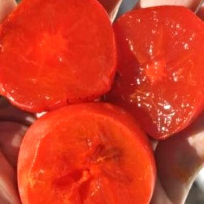 Kaki Nikita's Gift - Leaderplant