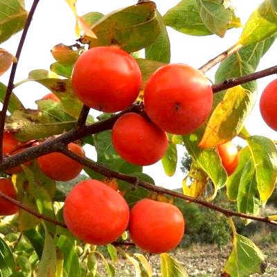 Kaki Nikita's Gift - Leaderplant