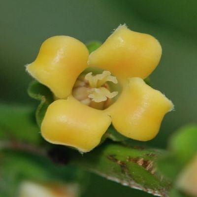 Kaki Nikita's Gift - Leaderplant