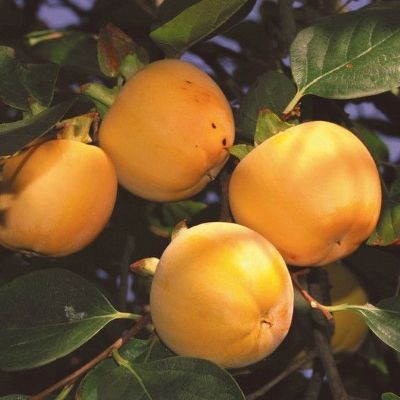 Kaki Plaqueminier Vanille - Leaderplant