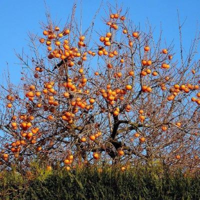 Kaki Plaqueminier Vanille - Leaderplant