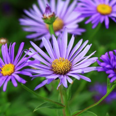 Aster du Japon Bleu Star - Leaderplant