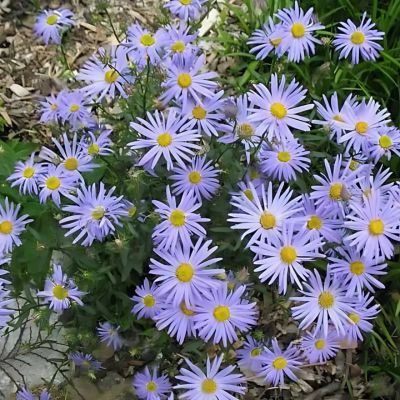 Aster du Japon Bleu Star - Leaderplant