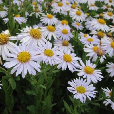 Aster du Japon Madiva - Leaderplant