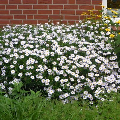 Aster du Japon Madiva - Leaderplant