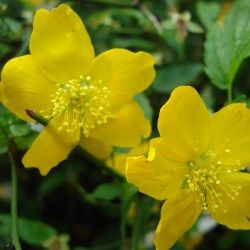 Corete du Japon - Leaderplant