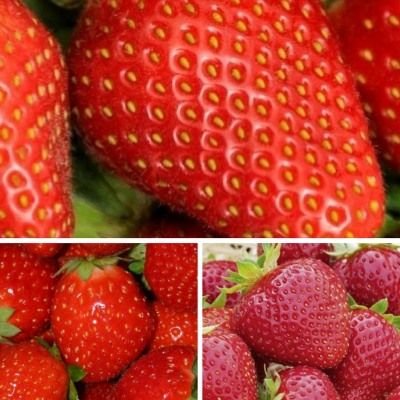 KIT Fraisiers 3 variétés - Leaderplant