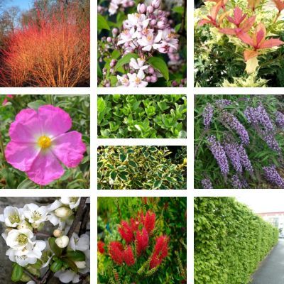 KIT Haie 4 Saisons Terrain Calcaire - Leaderplant