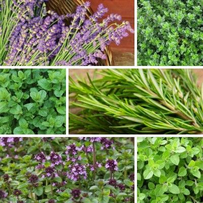 KIT 6 Aromatiques - Leaderplant