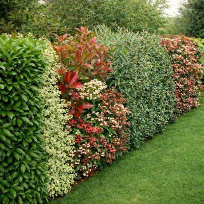 KIT 6 Variétés Haie persistante et Fleurie - Leaderplant