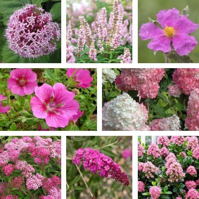 KIT arbustes à floraison rose - Leaderplant