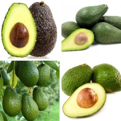 KIT Avocatiers - 4 variétés - Leaderplant