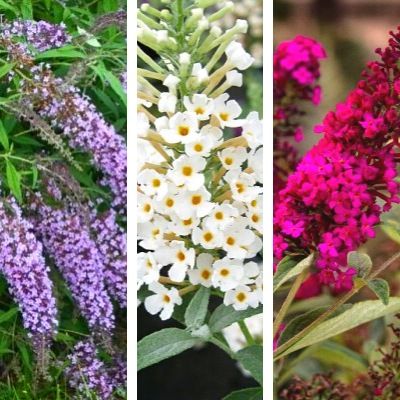 KIT Buddleias 3 couleurs - Leaderplant