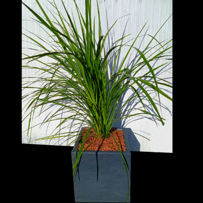 KIT Cordyline verte 3 troncs avec bac pour balcon - Leaderplant
