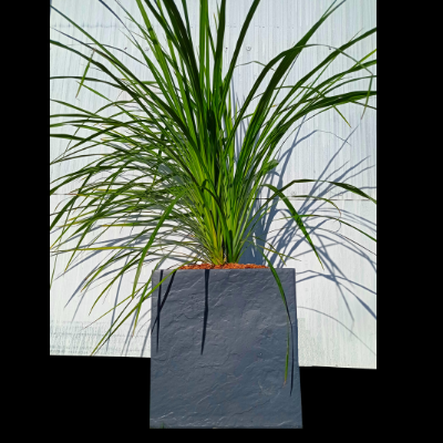 KIT Cordyline verte 3 troncs avec bac pour balcon - Leaderplant