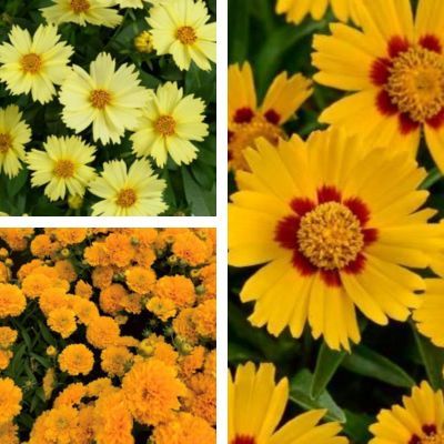 KIT Coreopsis - 3 variétés - Leaderplant