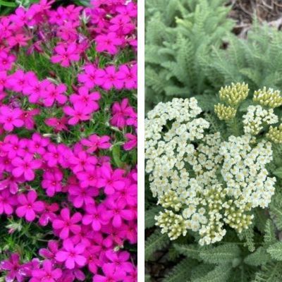 KIT Couvre-Sol Fleuri - Leaderplant