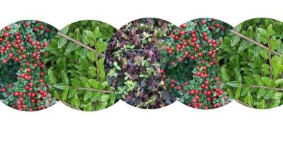 Kit couvre sols classiques et persistants - Leaderplant