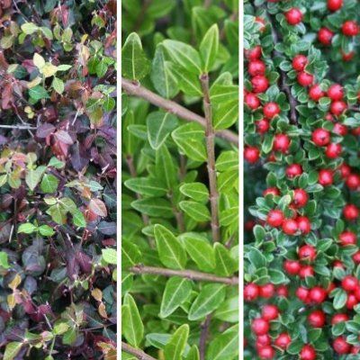 Kit couvre sols classiques et persistants - Leaderplant